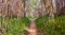 clear path in the forest through dry hurdles. the way is covered with dry leaves and at both sides there is green grass. The sun