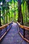 Clear perspective of stairway in the middle of rain forest tropical jungle trees