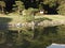 Clear pond in traditional garden in japan