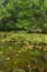 Clear pond with view of bottom.