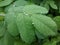 Clear raindrops form delicate patterns on a gently swaying leaf.