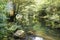 Clear river flowing through lush and pristine deciduous forest