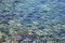 Clear sea water background. Transparent sea surface