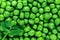 Clear and sharp close up view of fresh green peas background surface with young green peas leaf