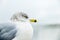 Clear and sharp view of white with grey wings and yellow with color beak seagull portrait