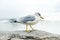 Clear and sharp view of white with grey wings and yellow with color beak seagull portrait