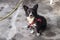 Clear shoot of small black corgi dog at beautiful afternoon time