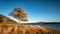 Clear skies and a Lone Tree at Bassenthwaite.