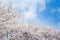 A clear sky background, a blooming cherry blossom.