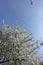 Clear sky and blossoming cherry branches in spring