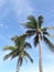 Clear sky and coconut tree