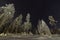 Clear sky, frozen Scandinavian wild forest, long exposure night photo, winter, virgin snowy landscape