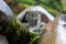 Clear small drinking glass in the middle of green nature landscape