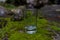 Clear small drinking glass in the middle of green nature landscape