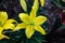 Clear spotless yellow Asiatic Lily