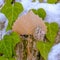 Clear Square Heart shaped vines growing on the brown trunk of a tree with algae and snow