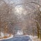 Clear Square Road with canopy of snowy trees in Salt lake City