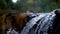 A clear stream running over stone boulders in a city park. A plentiful river flowing along the stone bottom in slow