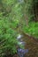 A clear, transparent forest river, quietly flowing along the shores overgrown with grass and bushes. Altai, Siberia, Russia.