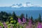 Clear view of Mount Redoubt from Anchor Point Alaska on a sunny day. Fireweed and trees in the foreground