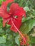 Clear view of the style, stigma, anther, filament of Hibiscus rosa-sinensis