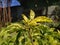 A clear view of tulsi,a sacred plant of hindu