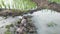 Clear water flows in the rice fields between young rice plants and the water passes through a channel with stones