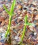 Clear water ripples around green shoots