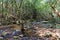 Clear water on upstream river, beauty in nature