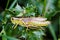 A clear winged grasshopper sitting on a thistle leaf