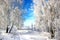 A clear winter day. Clear frosty blue sky. Snow sparkles on the birch branches.