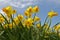 Clear yellow daffodils in springtime in Holland