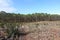 Clearcut area in the forest with pine trees cut down as a form of deforestation contributing to climate change.