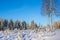 Clearcut forest in winter covered with snow