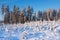 Clearcut forest in winter covered with snow