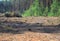 Clearcut logging area in the forest with pine trees cut down as a form of deforestation contributing to climate change