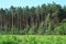 A clearcut logging area near the forest of pine trees at risk of deforestation. Pine forest landscape background