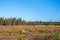 Clearcutting area in the woodland