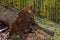 Clearcutting, clearfelling or clearcut logging in beech forest