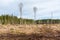 Clearcutting in a spruce tree forest
