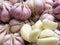 The cleared garlic macro