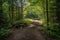 cleared path through the forest leads to secluded campsite