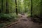 cleared path through the forest leads to secluded campsite