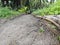 cleared pathway into the wild plantation