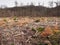 Cleared woodland