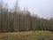 Clearing in a birch forest in the Wallonian countryside