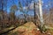 Clearing in a broadleaf, temperate, deciduous beech