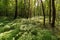 A clearing in the forest with ferns, illuminated by sunlight.