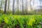 Clearing in the forest where bear garlic known as wild garlic or allium ursinum grows, medicinal herbs added to food as