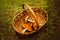 In a clearing among the green grass there is a wooden wicker basket with three mushrooms. The process of collecting mushrooms